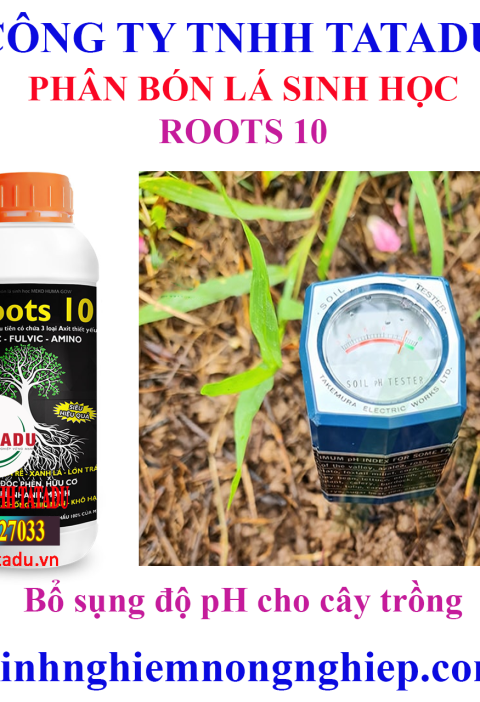 ROOTS 10 1 5