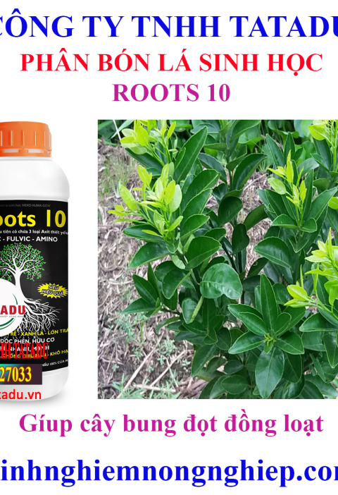 ROOTS 10 11