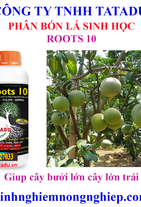 ROOTS 10 12