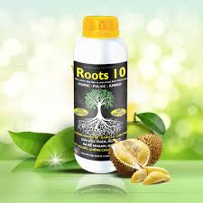 ROOTS 10 – 1 1