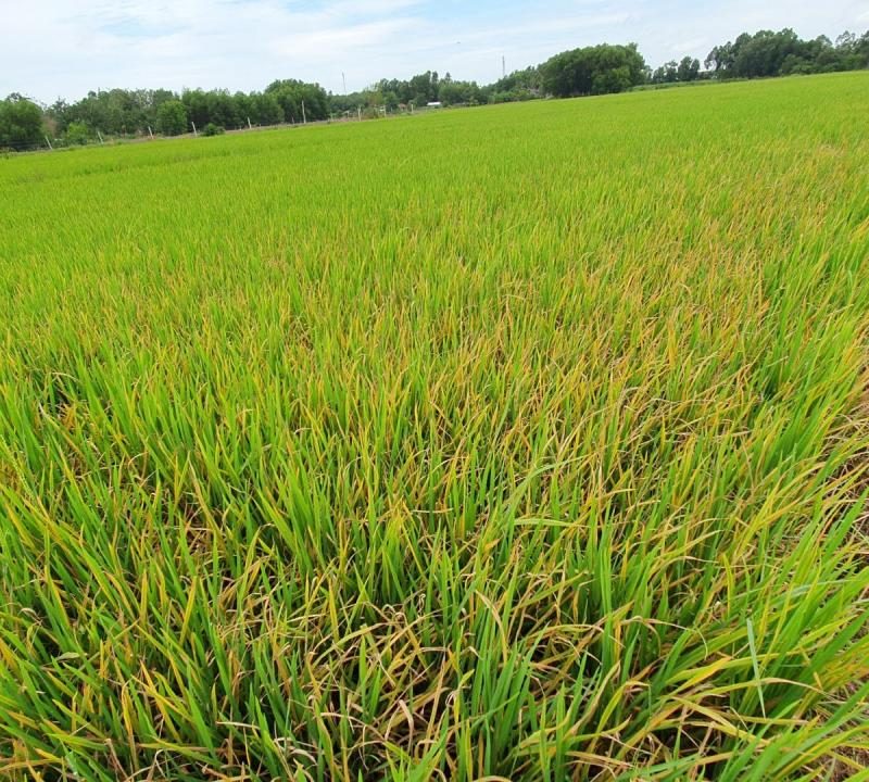 Ninh Điền: Nhiều diện tích lúa bị vàng lá, khô lá bất thường - Báo Tây Ninh  Online