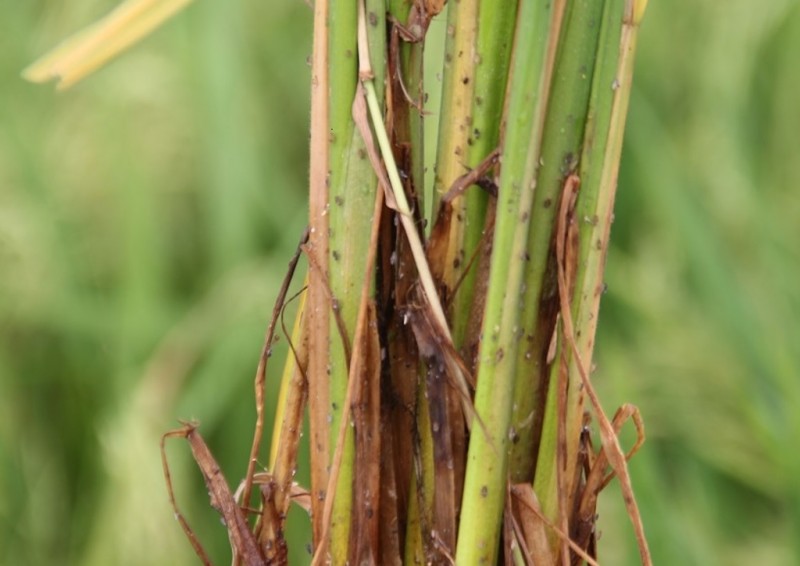 Diệt tận gốc rầy nâu gây hại cho lúa
