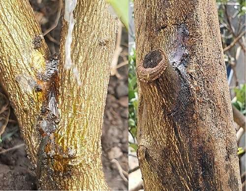 Trị dứt điểm bệnh Rạn thân xì mủ trên cây có múi - Công Nghệ Xanh Việt Nam : Công Nghệ Xanh Việt Nam