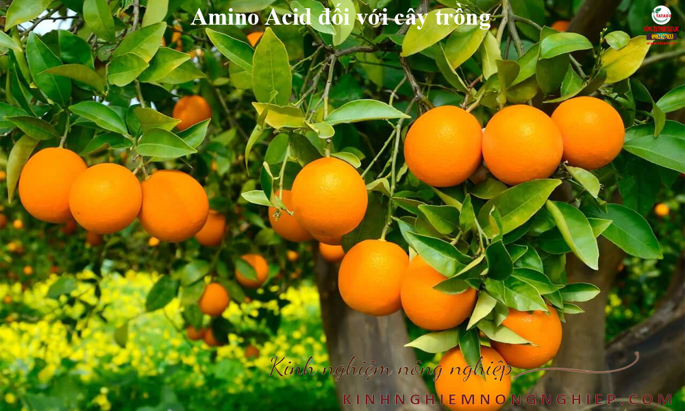 Amino Acid đối với sự ra hoa đậu trái