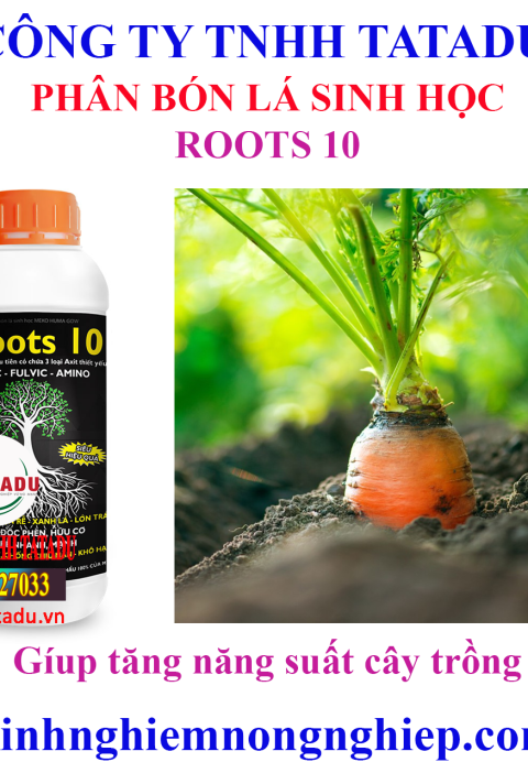 ROOTS 10 13